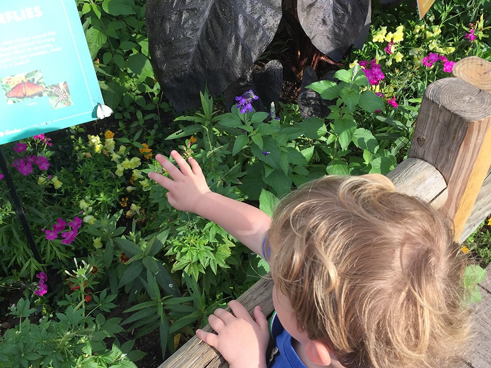 a boy puts his hand out to catch a butterfly at epcot