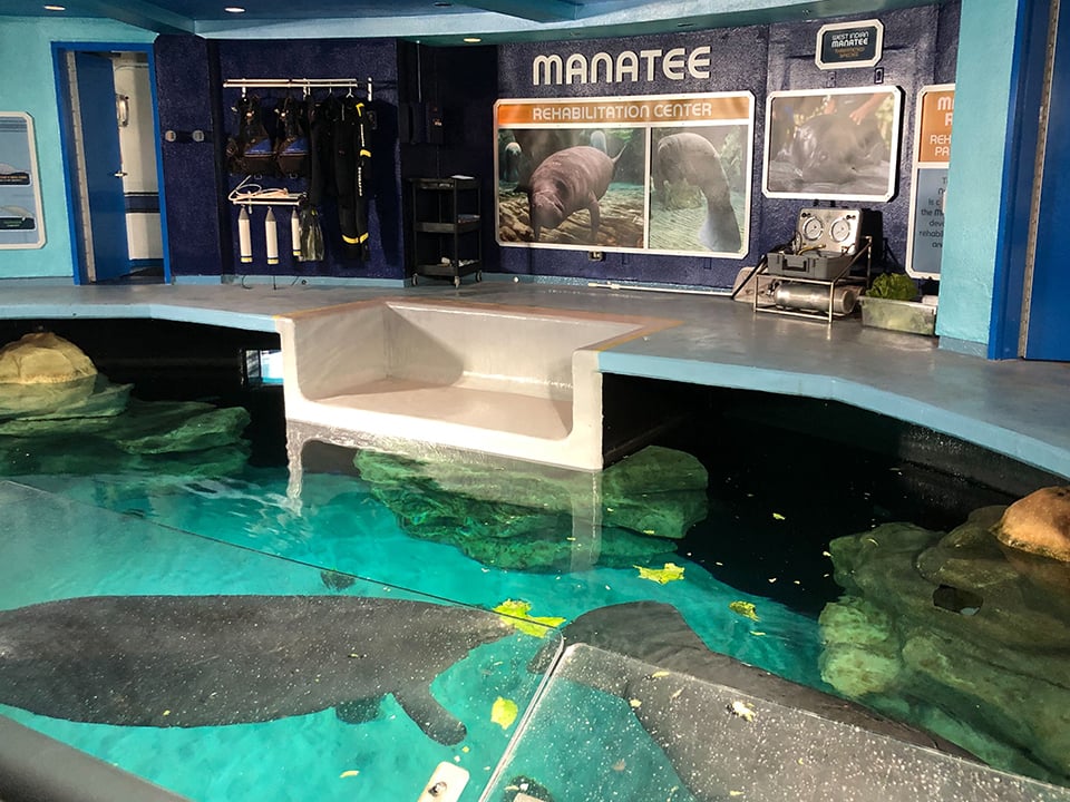 manatees at the aquarium