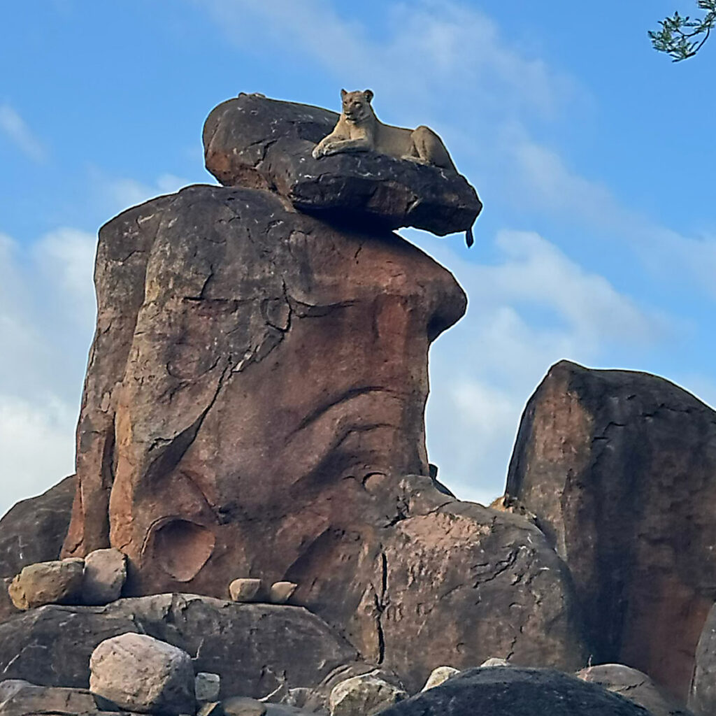 A lioness sits atop a rock on the Kilimanjaro Safaris ride in DAK (© John Gullion/Hey Orlando)