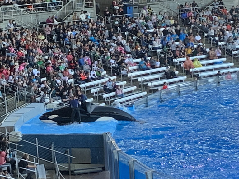 The Surprising Reason SeaWorld Still Has Orcas, Years After Blackfish(02)