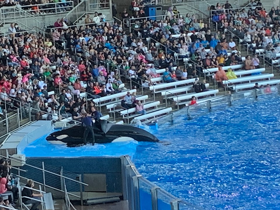Orca Rests on Platform During a Show SeaWorld