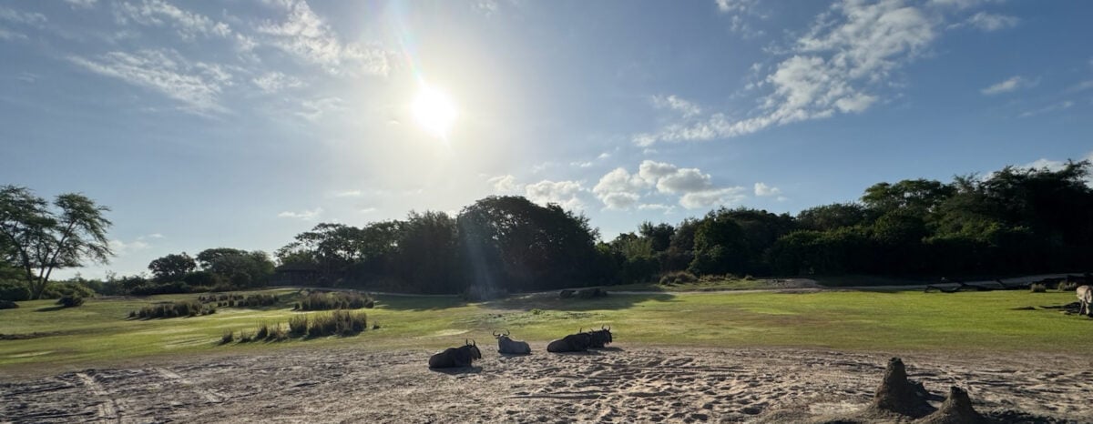 The sun rises over the Harambe Wildlife Reserve at the Kilimanjaro Safari ride in Disney's Animal Kingdom. (©John Gullion/Hey Orlando).