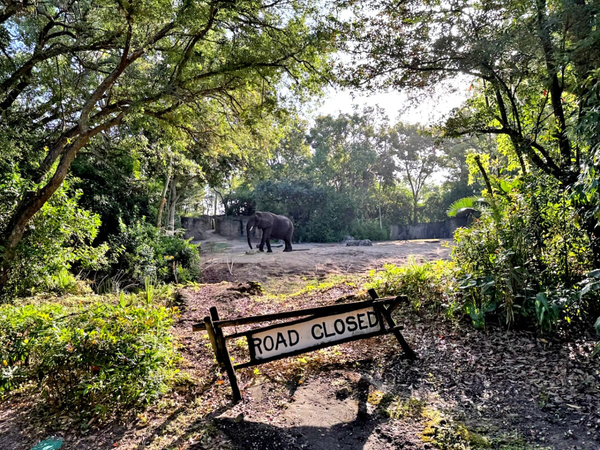 An elephant seen from the ride vehicle on the Kilimanjaro Safari ride. (©John Gullion/Hey Orlando).