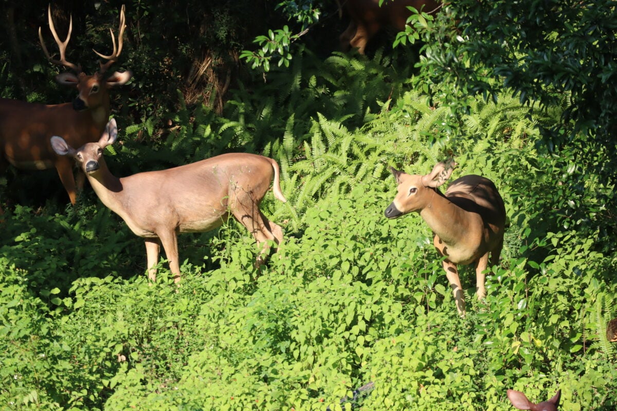 Rivers of America and Tom Sawyer Island are likely too big (and too outdated) for the small crowd they draw to be worth it. Pictured are some of Frontierland's older (but still cute) fixtures. (© Hey Orlando)