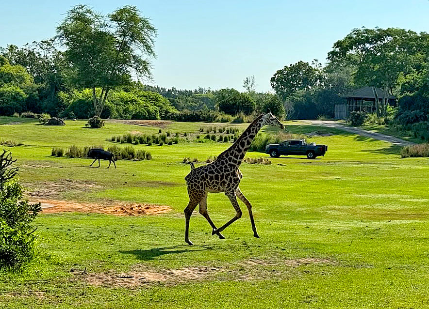 Giraffe zoomies on the Savana on the Kilimanjaro Safaris ride. (©John Gullion/Hey Orlando).