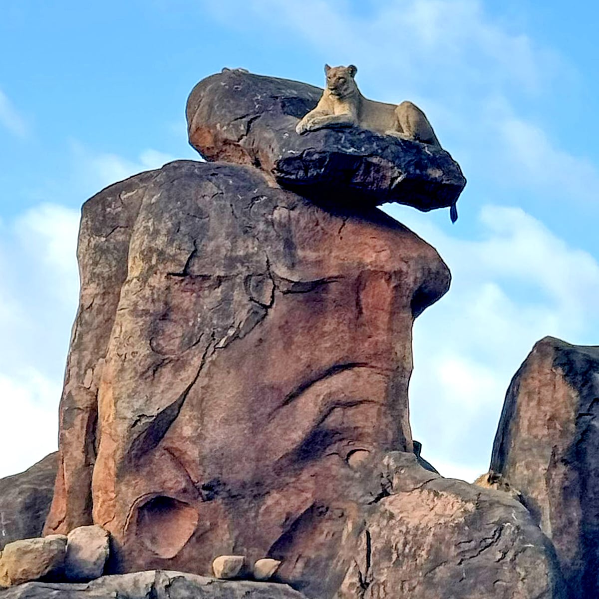 A lioness gets a view from above on Kilimanjaro Safaris. (©Leslie Gullion/Hey Orlando.)