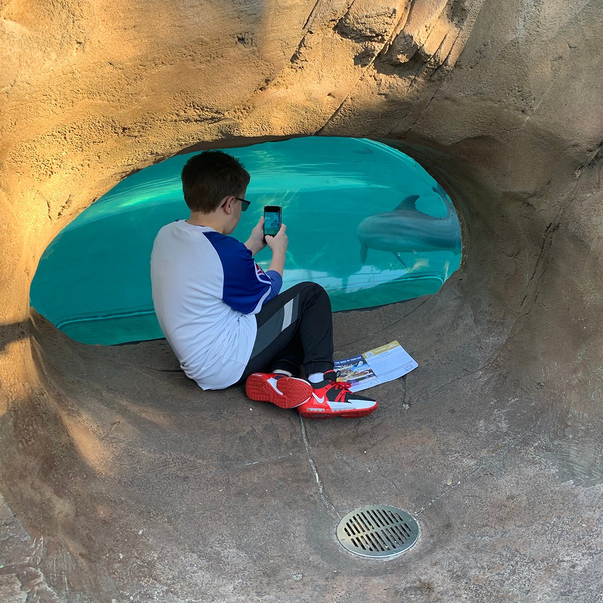 a boy watching a dolphin at seaworld